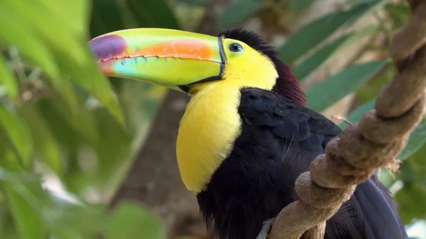 Uccello Siede Ramo Una Foresta Tropicale — Foto Stock