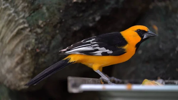 Pájaro Sienta Una Rama Bosque Tropical —  Fotos de Stock