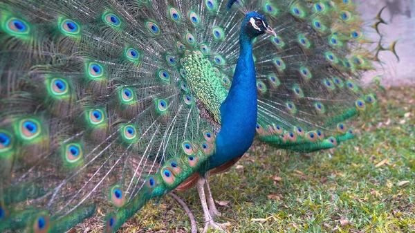 Blauer Pfau Spreizt Seinen Schwanz — Stockfoto