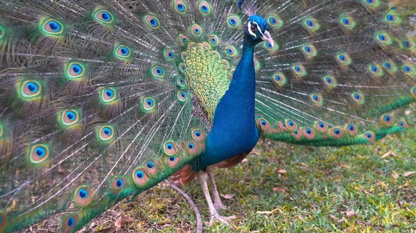 青い孔雀が尾を広げ — ストック写真