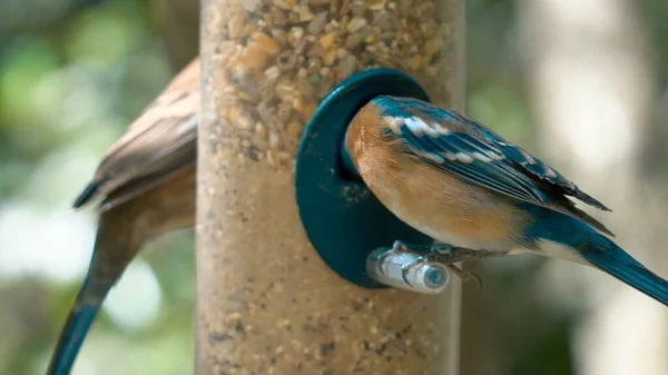Pták Sedí Větvi Tropickém Lese — Stock fotografie