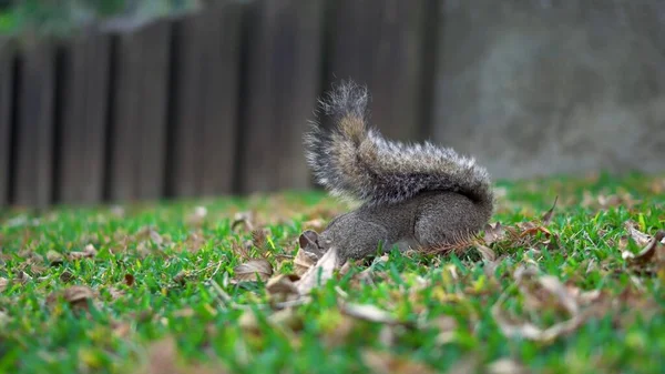 Squirrel Grass Eating Nuts — Stock Photo, Image