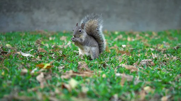 Squirrel Grass Eating Nuts — Stock Photo, Image
