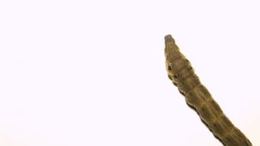 Caterpillar şarap Brazhnik