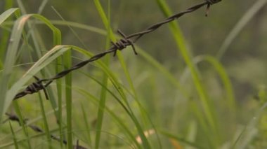 Champ de maïs à la récolte