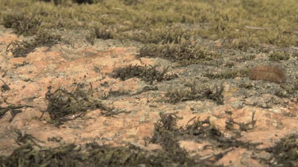 Lagartas peludas rastejando sobre a pedra . — Vídeo de Stock