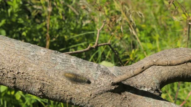 A lagarta peluda rastejando em uma árvore . — Vídeo de Stock