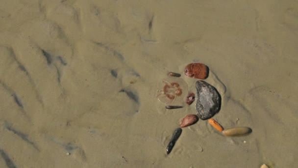 水母 — 图库视频影像