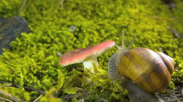 Snail and mushroom — Stock Video