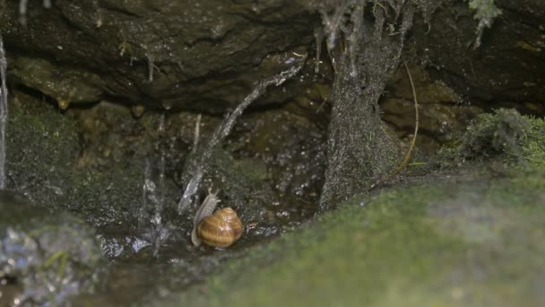 Caracol Aceptado ducha de la mañana — Vídeos de Stock