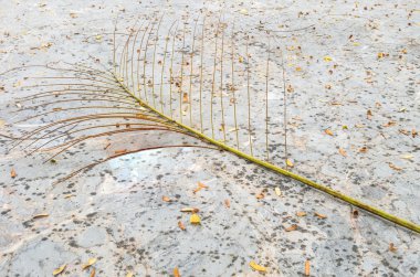 Closeup kirli taş yolu düşmüş SAP ve yaprakları arka plan ile