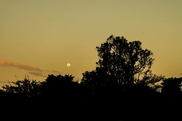 Силуэт, расплывчатый, художественный тон деревьев на фоне вечернего неба — стоковое фото