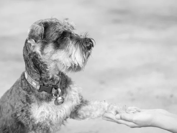 Vértes schnauzer kutya ad a lába a nő kezét homályos padlózatra ház a háttérben a fekete-fehér hang — Stock Fotó