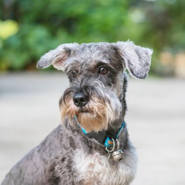 Closeup schnauzer köpek ev görünümü arka plan önünde bulanık çimento katta seyir