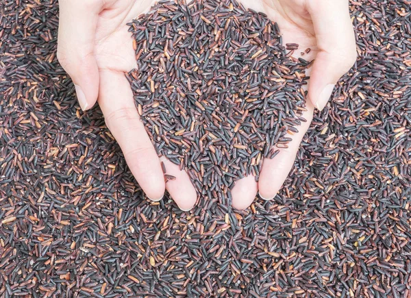 Closeup pile of black rice called riceberry rice , rice with high nutrients textured background on woman hands