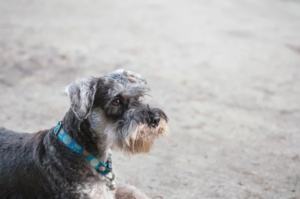 Vértes schnauzer kutya keres a homályos padlózatra house megtekintése háttér előtt — Stock Fotó