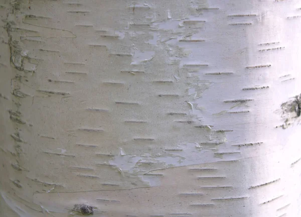 Textura Březového Stromu — Stock fotografie