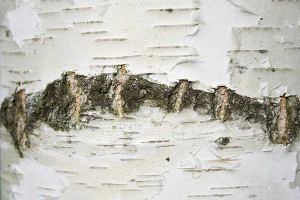 Textura Uma Árvore Vidoeiro — Fotografia de Stock