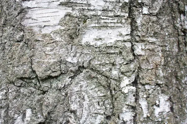 Textura Březového Stromu — Stock fotografie