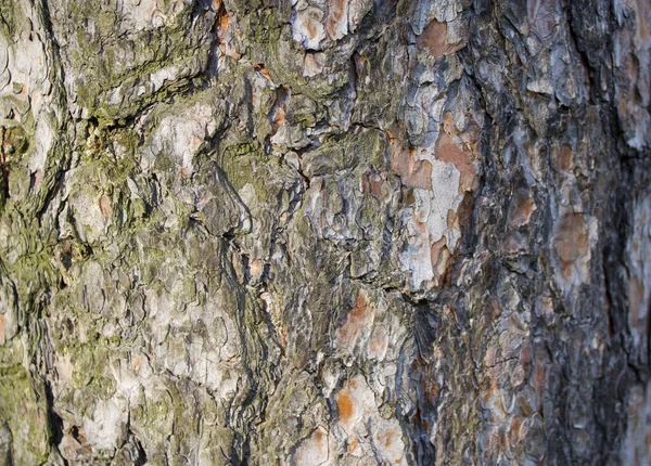 Textura Borovice — Stock fotografie