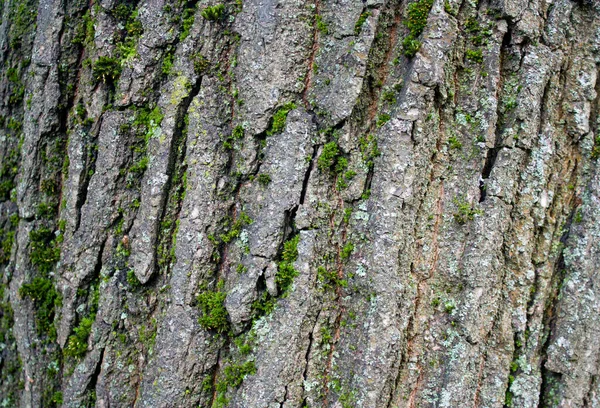 Textura Del Musgo Árbol — Foto de Stock