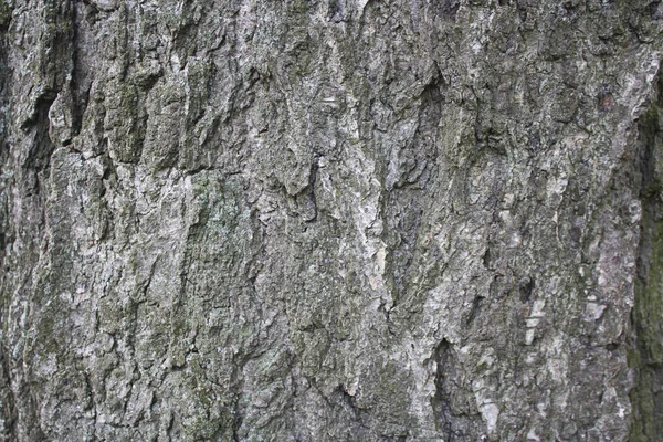 Textura Una Corteza Árbol — Foto de Stock