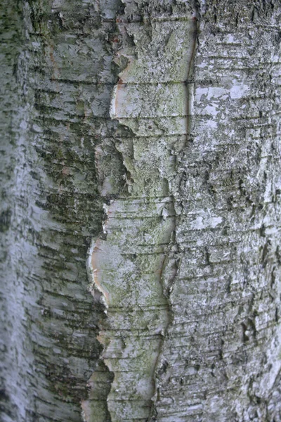 Tekstura Kory Drzewa — Zdjęcie stockowe
