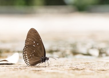 buzlu su doğa yakınındaki güzel kelebek