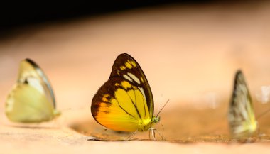 buzlu su doğa yakınındaki güzel kelebek