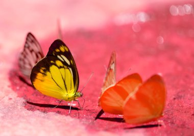 beautiful butterfly on the rocks near water nature clipart