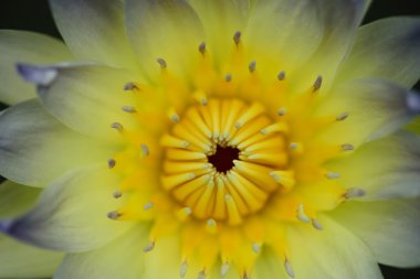 Sarı lotus sarı polen çiçek ile su backg yaprak yeşil