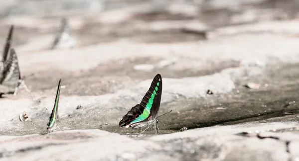 Bela borboleta nas rochas perto da natureza da água — Fotografia de Stock