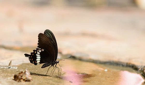 Hermosa mariposa en las rocas cerca de la naturaleza del agua — Foto de Stock