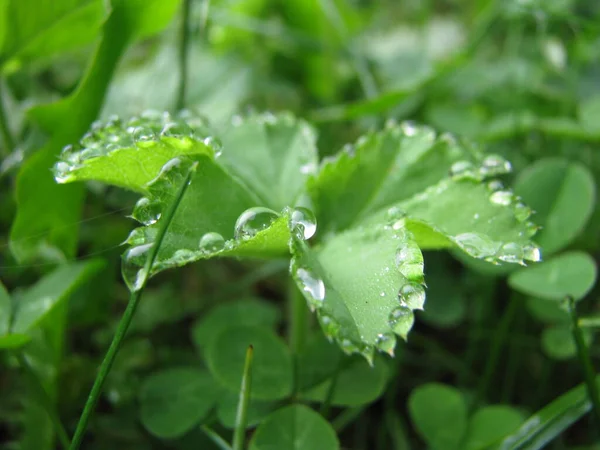 dew drops lie along the contour of a carved leaf