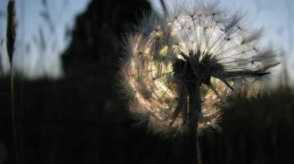 the setting sun shines through a white fluffy  dandelion