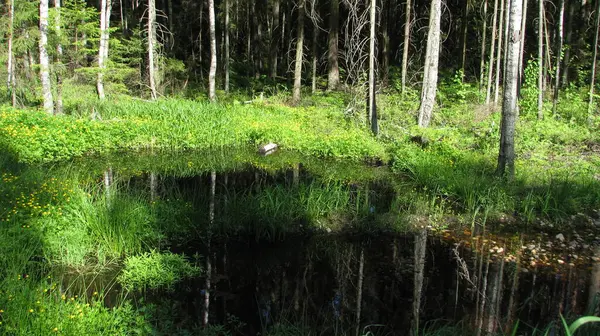 fabulous, crystal clear lake reflects the mighty trees and lush grass on the shore