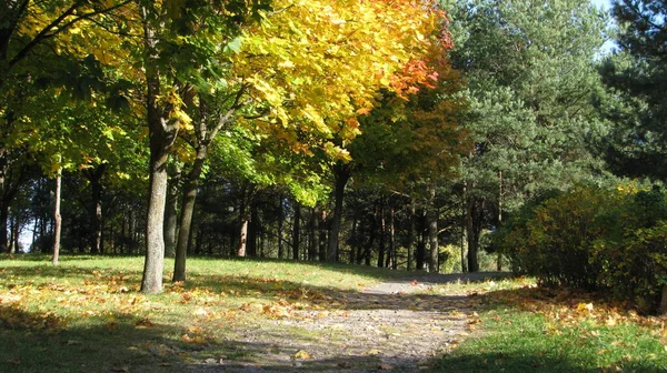 a narrow path, strewn with colorful leaves in an autumn park