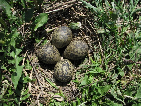 Перепелиное Гнездо Спрятанное Траве Четыре Яйца Нем — стоковое фото
