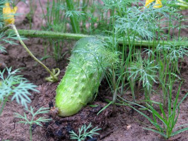sulu salatalık bahçede yetişir.
