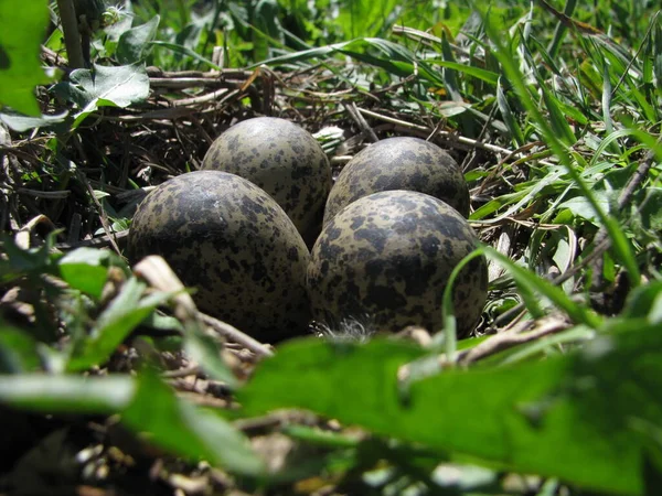 Ein Wachtelnest Versteckt Gras Und Vier Eier Darin — Stockfoto