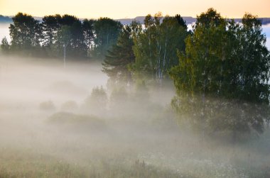  Huş ağacı ile yeşilliklerle kaplı