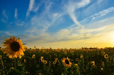 Bumblebees sinek ve çiçekler tozlaşmak 