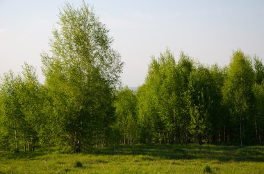 Yeşil bitki örtüsü ile kaplı huş
