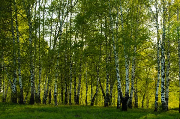Betulla ricoperta di fogliame verde — Foto Stock