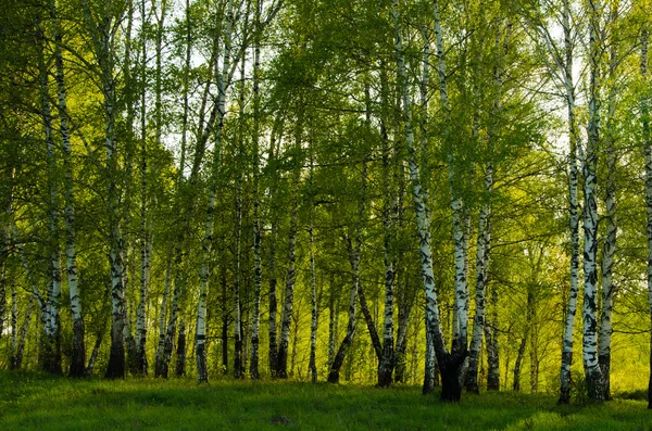 Bouleau recouvert de feuillage vert — Photo