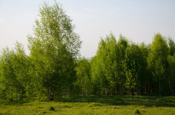 Yeşil bitki örtüsü ile kaplı huş