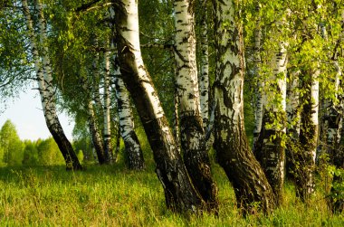 Yeşil bitki örtüsü ile kaplı huş