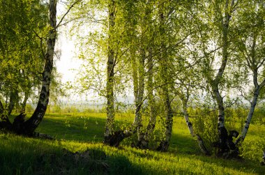 Yeşil bitki örtüsü ile kaplı huş