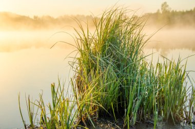 Sabahın erken saatlerinde, yeşil bir çimenlikte .
