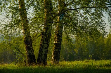 Yeşil bitki örtüsü ile kaplı huş